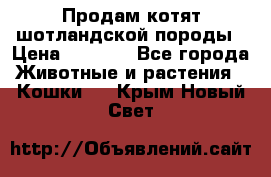 Продам котят шотландской породы › Цена ­ 2 000 - Все города Животные и растения » Кошки   . Крым,Новый Свет